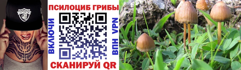 Псилоцибиновые грибы Psilocybine cubensis  Дмитриев 